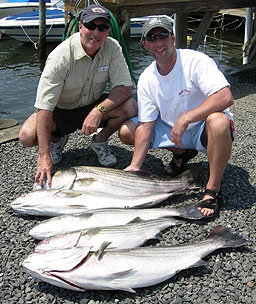 Limit Catch of Stripers
