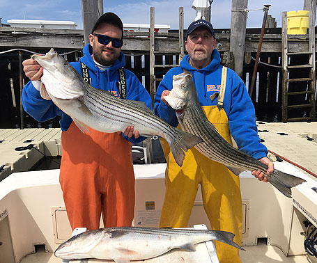 Striper Goals: Committing to Cows - The Fisherman